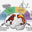 작업기억(Working Memory)의 작동기전을 조절하는 것은 전전두엽의 '도파민'입니다. 이미지