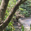 몽키댄스 | 길리에서 우붓으로 - 몽키포레스트, 피손우붓(pison), 깨짝댄스 관람