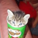 네발친구들 이미지