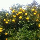 해덕농장 이미지