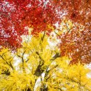 은행나무농장 이미지