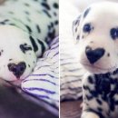 하트강아지 이미지