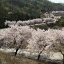 전국 벚꽃축제 이미지