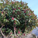 앵강민박 이미지