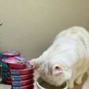 찹찹 펫푸드 이미지