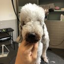 봉이네 애견미용 이미지