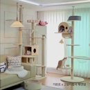 오로라 캣 이미지