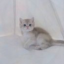 천안고양이 분양 퍼스트캣 본점 | 천안고양이분양 퍼스트캣 본점, 청주먼치킨분양으로 행복한 가족 되기!