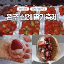 11545-06-02-24 | 완주삼례딸기축제 방문후기 체험부터 먹거리까지 총정리