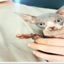 부천강아지분양 고양이분양 24시 데려가개 부천점 이미지