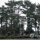 선흘리 백서향 및 변산일엽군락 이미지