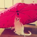 고양이무마취미용 묘갱살롱 이미지