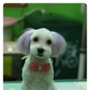 초롱이 애견 미용샵 이미지