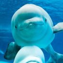 롯데월드아쿠아리움 이미지