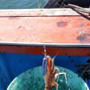 비다쭈꾸미 이미지