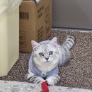 무릎 위의 고양이 무냥 이미지