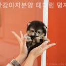 부산강아지분양테디럽명지 네이버블로그