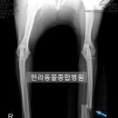 투투 동물병원 이미지