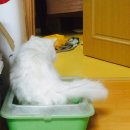 피톤바이오 | [고양이탈취제] 애완동물 탈취제 애완무균정 바이오피톤 사용후기