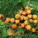 웰빙생활용품 이미지