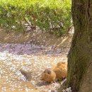 나무 밑 고양이 이미지