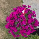 용인농촌테마파크 야외화장실 | [용인펜션] 아기랑 힐링 제대로! 고급스러운 '주원독채펜션' 솔직 후기 (용인독채펜션)