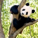 (주)판다 이미지