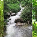 영골숲 Daum카페