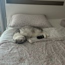 행복이불 이미지