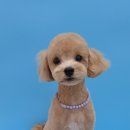 힐스 펫살롱 이미지