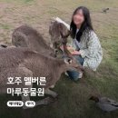 멜버른 퍼핑빌리 투어 마루동물원 조이투어 후기