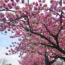 유엔기념공원주차장 | 부산 유엔기념공원 주차장 겹벚꽃 위치 실시간 개화 상황