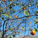 경천반점 | 충남공주 | 양화저수지 둘레길 산책 거리 및 소요시간 정리 | 경천반점 짬뽕후기