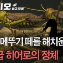 참새히어로 네이버블로그