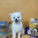 101 애견미용 이미지