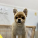 여수죽림동물병원 애견미용실 네이버블로그