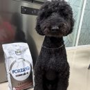 독사랑동물병원 | 스탠다드 푸들 시월이, 건강미 뿜뿜 비결은? 포르자10 독 더모 중대형견용 사료 후기! 💖