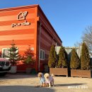 일산애견 | 애견동반 가능 일산화훼단지 : 푸르다 아라우카리아 반려식물 입양 후기