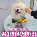 노랑 사과 강아지 악세사리 하네스 달면 귀여워요
