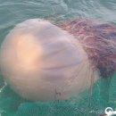 어쩌다가 이미지