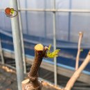 한림농원 이미지