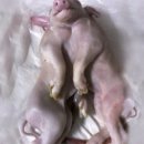 기형농장 이미지