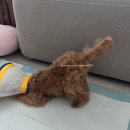 효자 동물병원 | 1.4kg 6개월 말티푸 강아지 수컷 중성화 수술+유치 발치, 소래동물병원 인천논현점