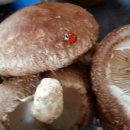 도은농장 이미지