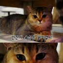 유미주의 이미지