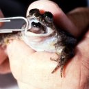 입으로 새끼를 낳는 이상한 개구리 이미지
