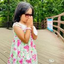 서초연꽃 이미지