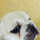 공주-37 Daum카페