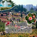 꽃 향기 | 부천백만송이장미원 - 부천장미축제 다녀온 후기 (향그러운 꽃 향기🌹)