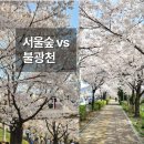 수색한숲도서관 | 서울 벚꽃 산책 코스 (서울숲 vs 불광천 솔직 비교)